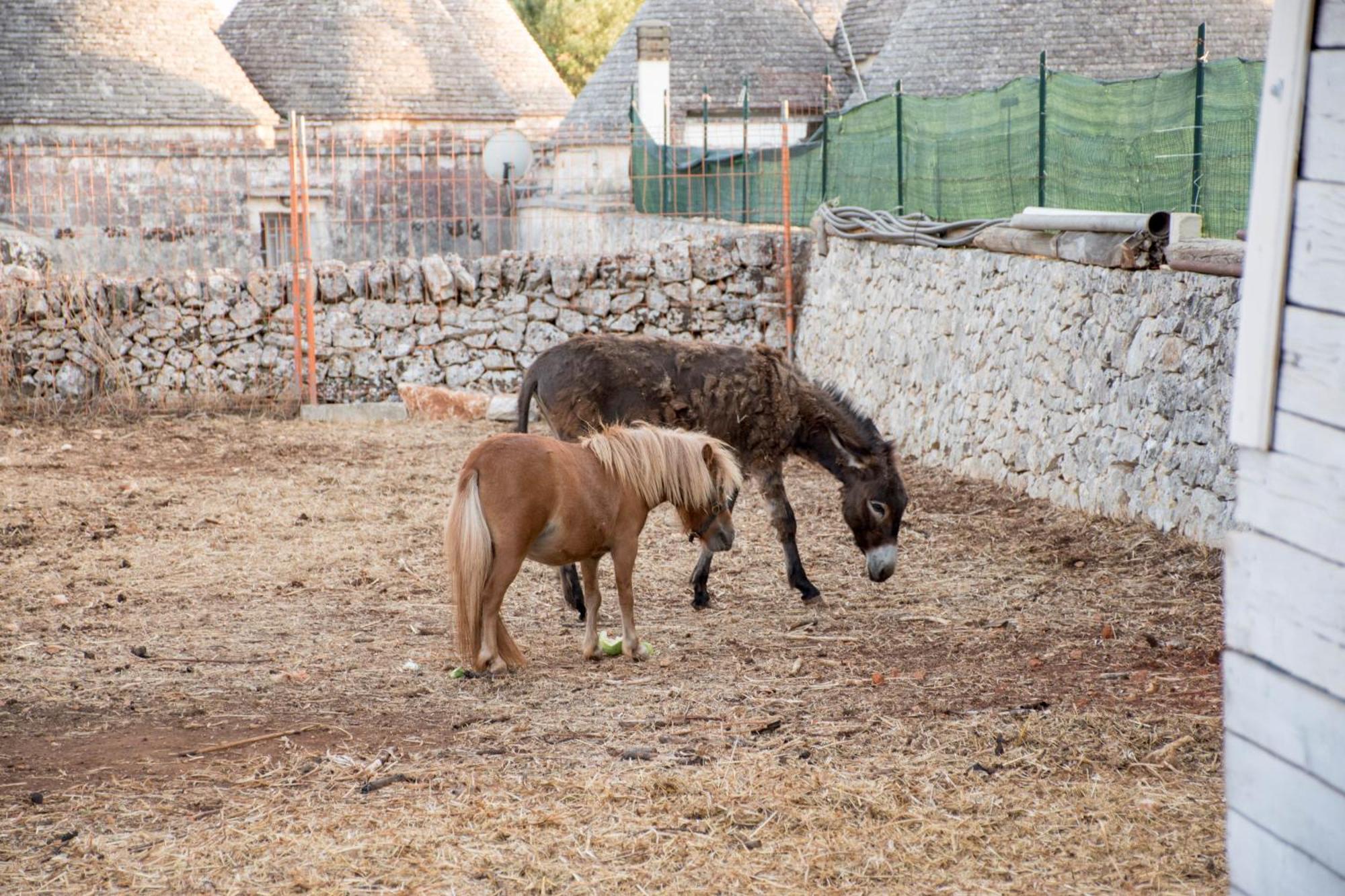 Trullo Cinquenoci Suite Locorotondo Exterior photo
